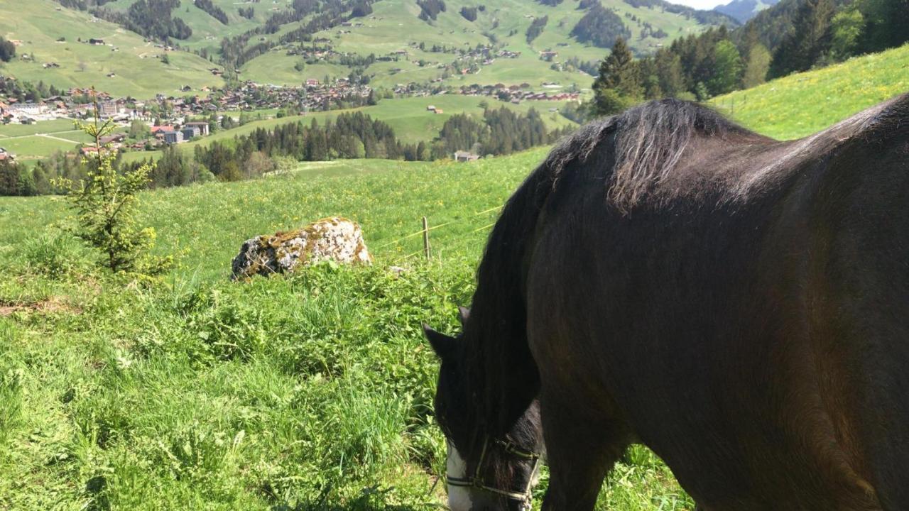 Au Pre Des Chevaux Bed & Breakfast Шато-д'О Екстериор снимка