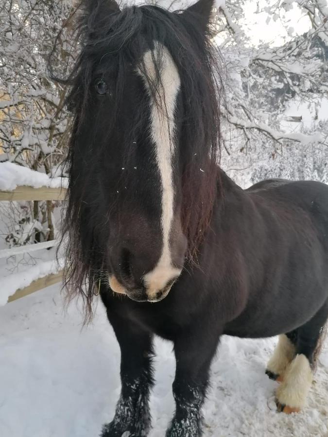 Au Pre Des Chevaux Bed & Breakfast Шато-д'О Екстериор снимка
