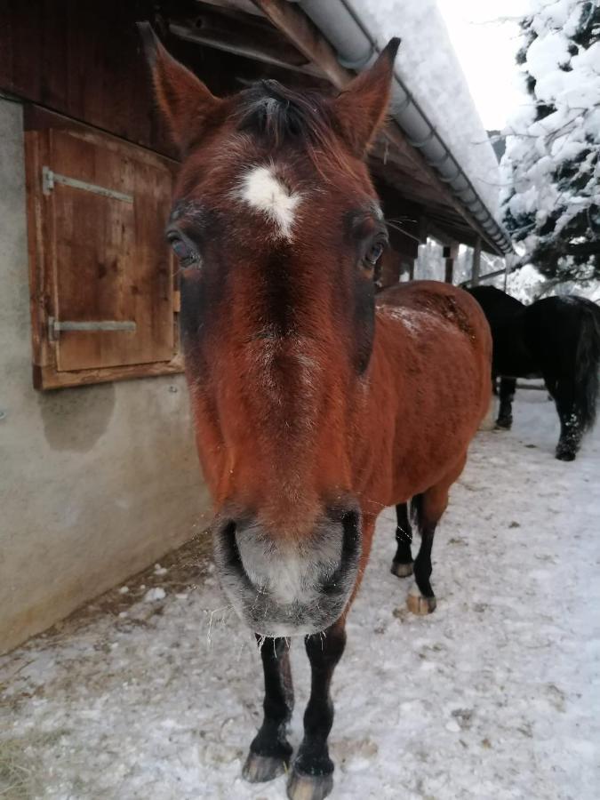 Au Pre Des Chevaux Bed & Breakfast Шато-д'О Екстериор снимка