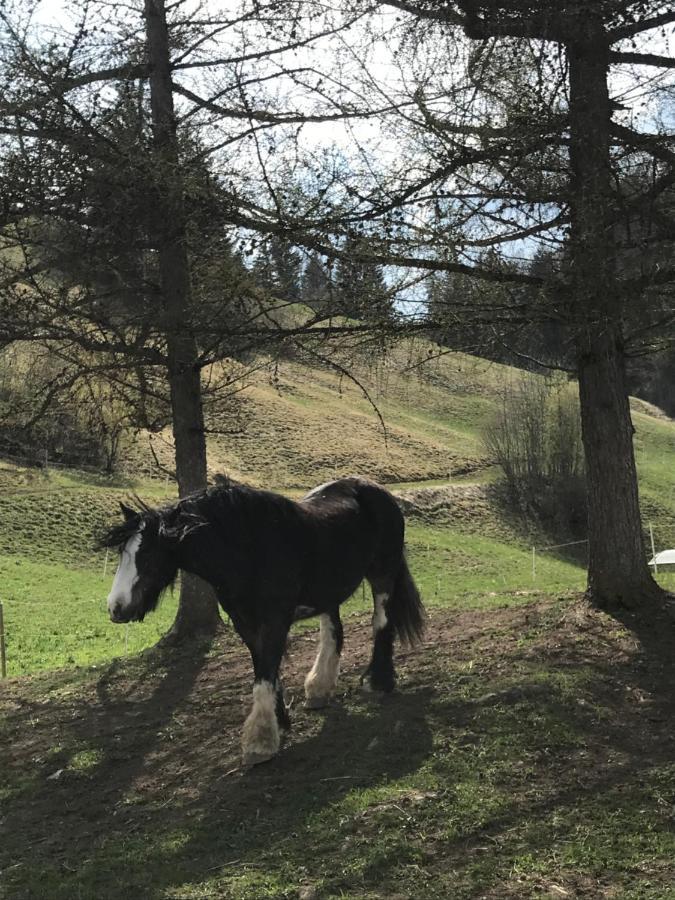 Au Pre Des Chevaux Bed & Breakfast Шато-д'О Екстериор снимка